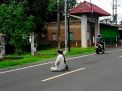 Pria Misterius Shalat di Tengah Jalan Raya, Padahal Dekat dengan Masjid