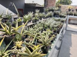 Budidaya Tanaman Hias Sansevieria Sidoarjo Tembus Pasar Internasional
