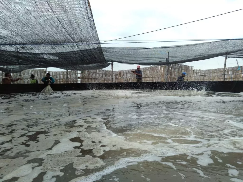 Dosen UB kembangkan Teknologi Aerator Venturi  untuk Tambak Udang Millenial
