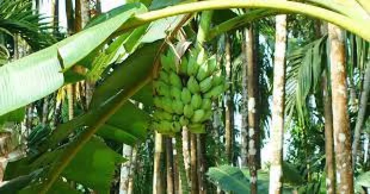 Provinsi Jawa Timur daerah penghasil pisang terbesar di Indonesia