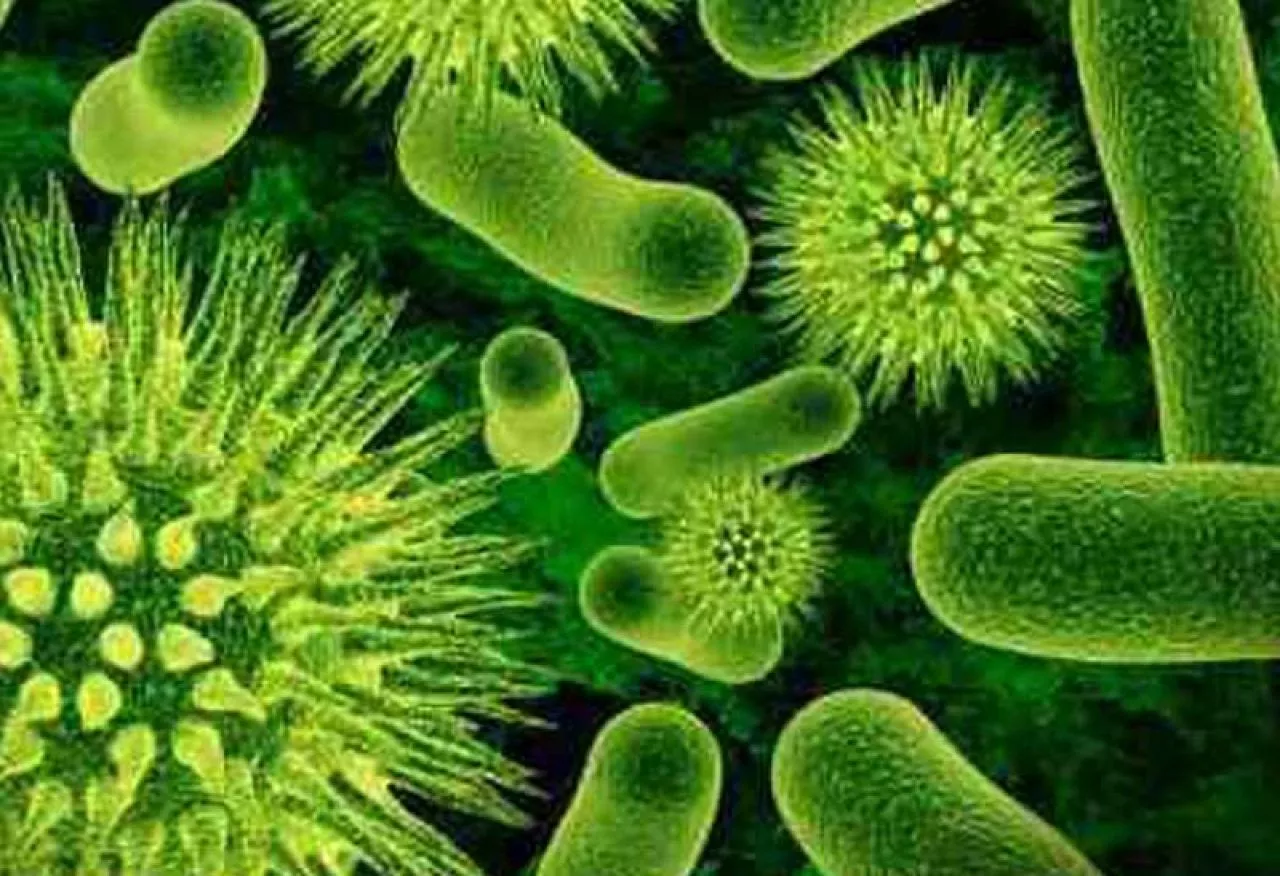 Waspadai Bakteri Salmonella Pada Makanan
