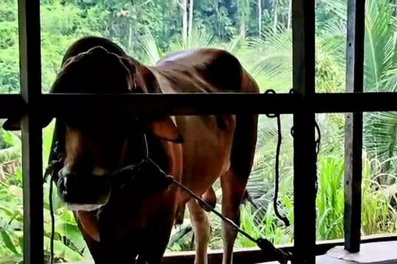Waduh, Sapi Joko Widodo Diduga Terjangkit PMK