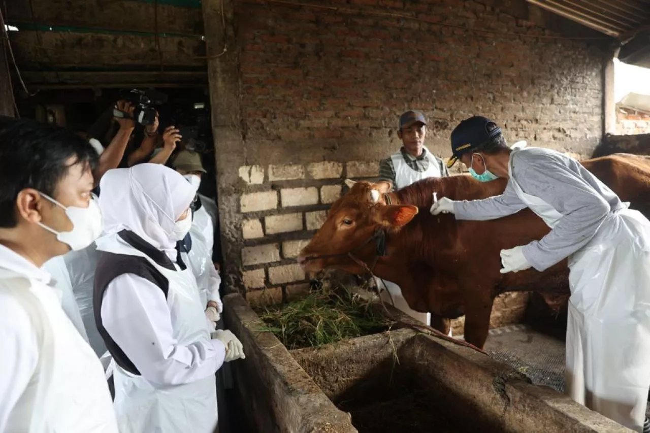 PMK Terus meluas, Sapi di Kabupaten Lumajang Mulai terjangkit