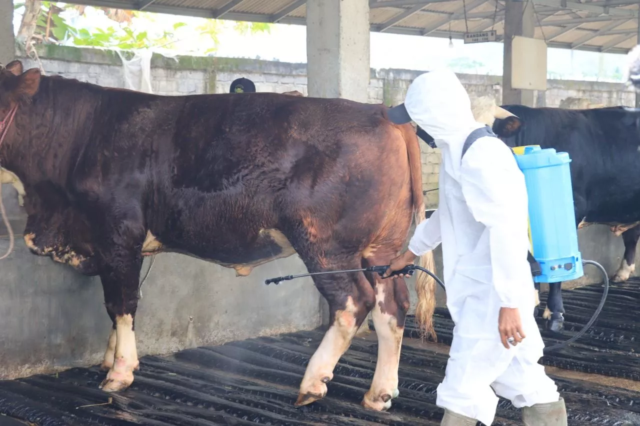 Cegah Virus PMK Peternak Jember Pilih Cara Tradisional