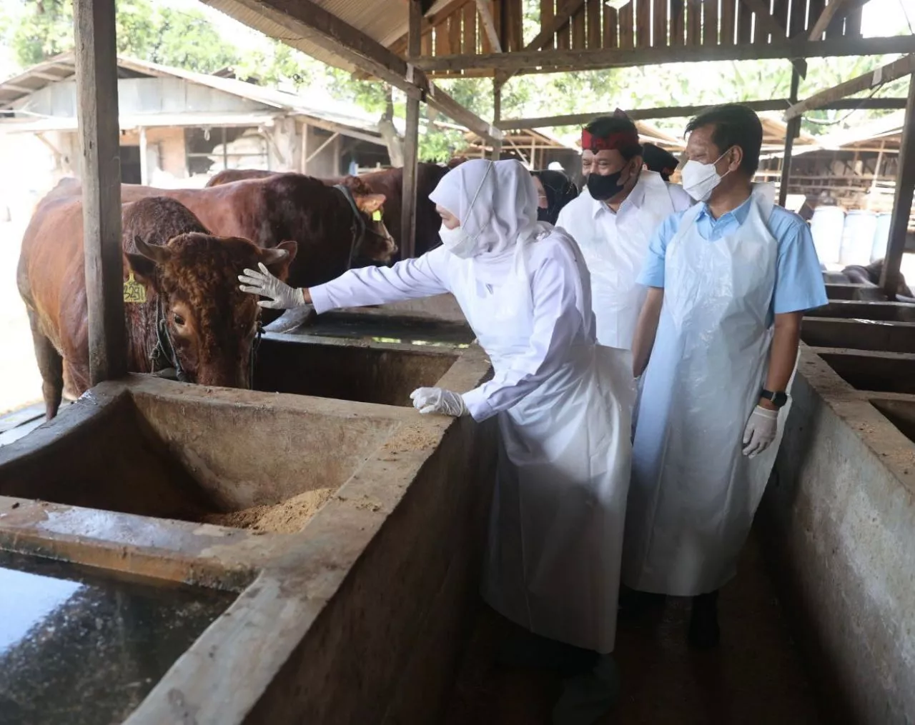 Daerah Terindikasi Wabah PMK, Penyembelihan Kurban di RPH atau Lembaga AMIL Yang Memenuhi Syarat