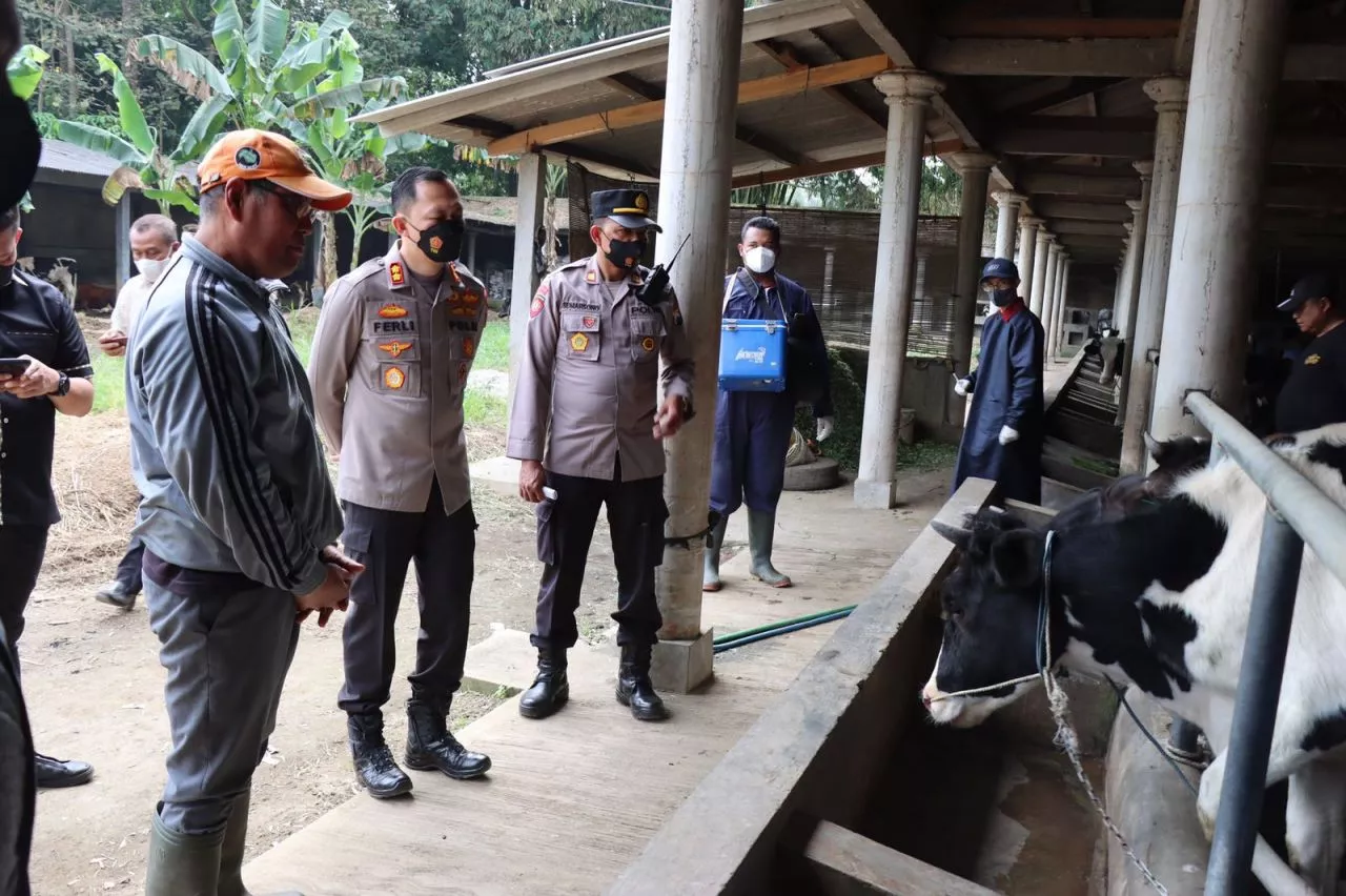 Polres Malang Kawal Percepatan Vaksinasi PMK, 12.319 Ekor Ternak Sudah Tervaksin