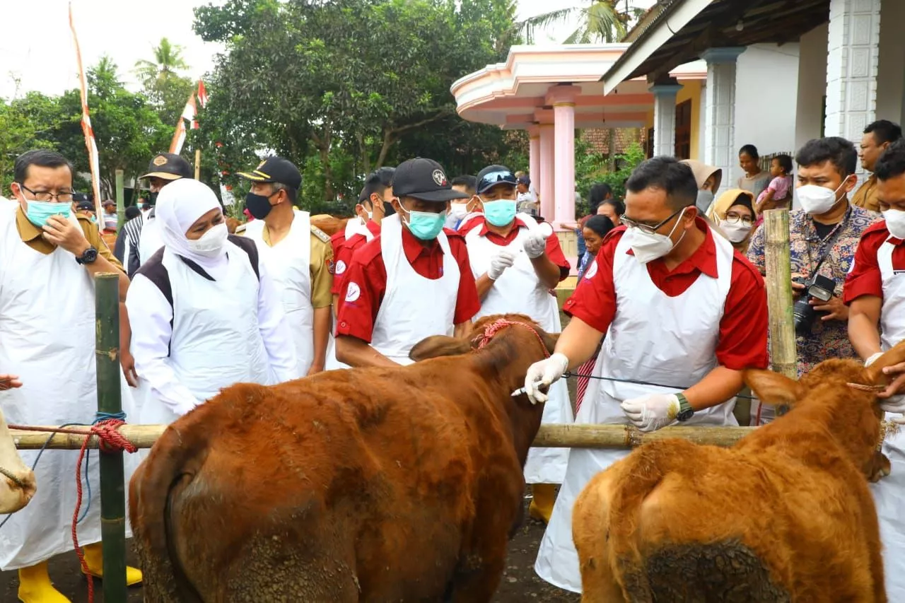 Tinjau Percepatan Revaksinasi PMK di Jember, Gubernur Khofifah: Se-Jatim Sudah Tersuntikkan 635.050