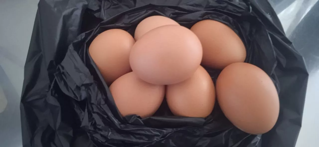 Misi Dagang India Hasilkan US$ 3,2 miliar, Tapi Harga Telur Ayam Naik Tembus 30 rb perkg