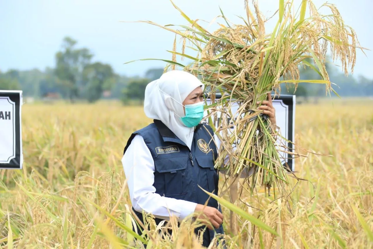 Gubernur Khofifah Mendorong Berkembangnya Food Estate serta Pekarangan Pangan Lestari