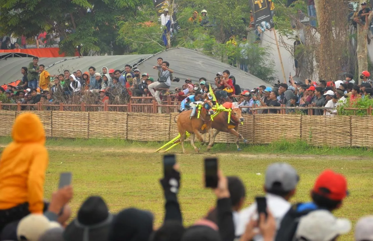 Grand Final Karapan Sapi, Jadi Pelecut Bangkitnya Ekonomi dan Wisata Di Madura