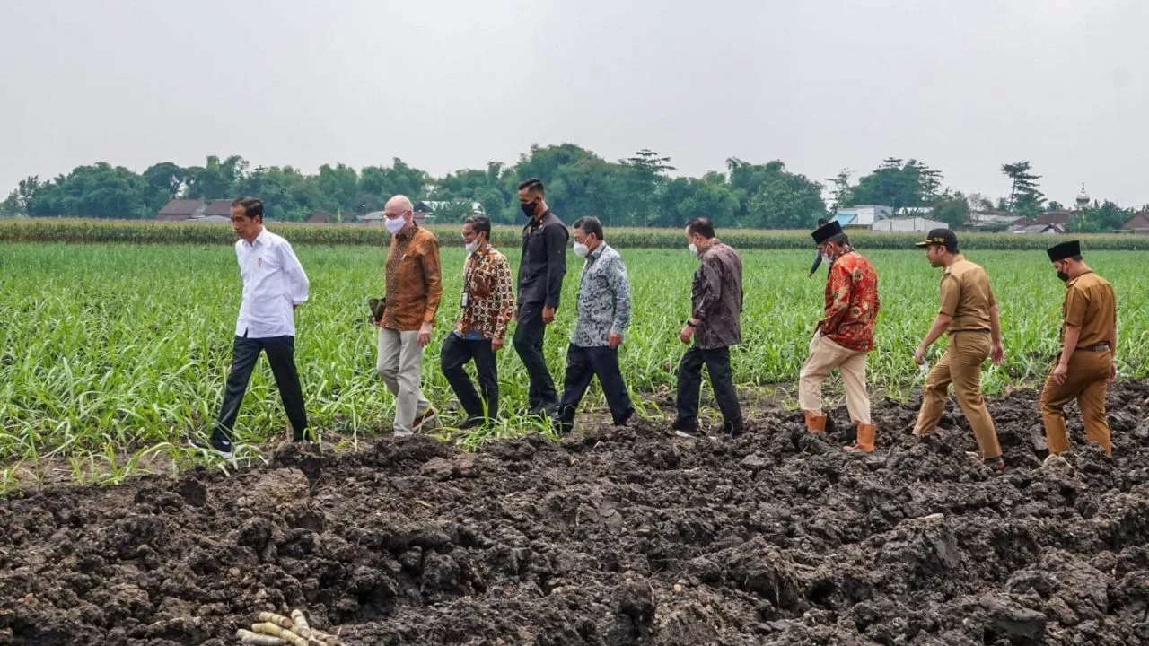 Siapkan 700 Hektar Untuk Tanam tebu, Presiden Jokowi Targetkan Indonesia Swasembada Gula