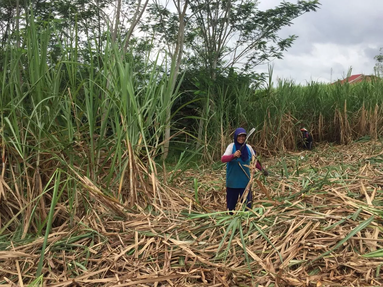 Target Peningkatan Produksi Gula, Dinas Perkebunan Jawa Timur Inovasi Program Timbangan Tebu
