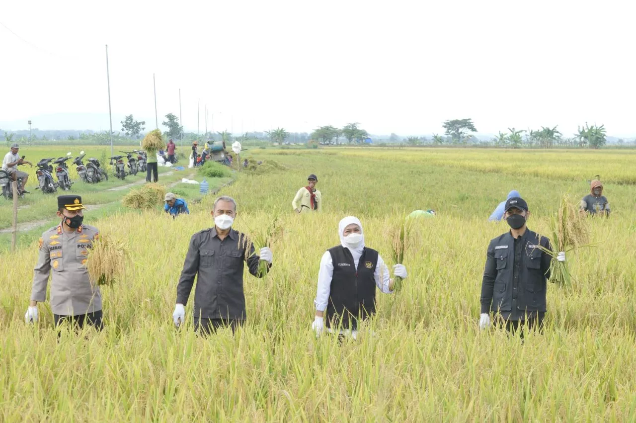 Tidak Perlu Impor Beras, Produksi Gabah Kering Giling Jawa Timur Tertinggi  Secara Nasional
