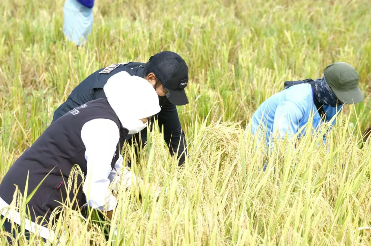 Surplus Beras Kabupaten Ngawi Tertinggi Se-Indonesia, Stok Beras Jatim Aman