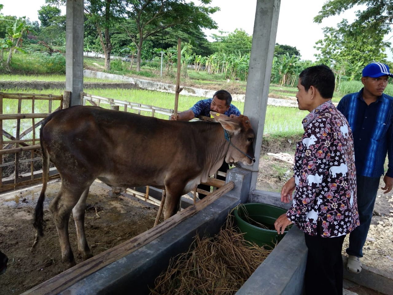 Peternak Jatim, menuntut Mentan untuk segera menetapkan KLB PMK