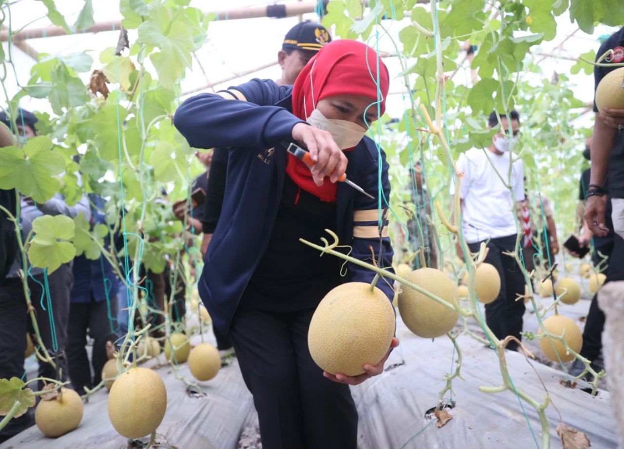 Pentingnya Off Taker Agar Hasil Panen Golden Melon Dipastikan Terjual