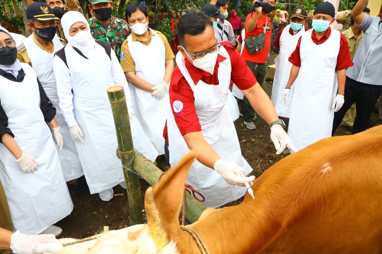 Percepatan Vaksinasi Penyakit Mulut dan Kuku (PMK) bagi hewan ternak terus dilakukan Pemerintah Provinsi Jawa Timur.