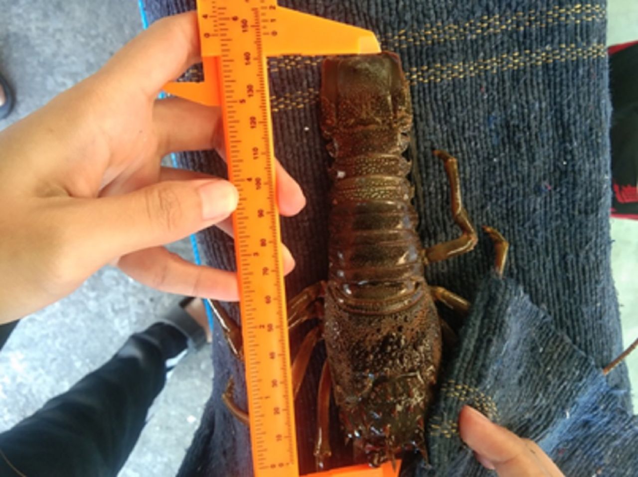 Pengukuran Induk Lobster oleh Tim Peneliti Universitas Brawijaya
