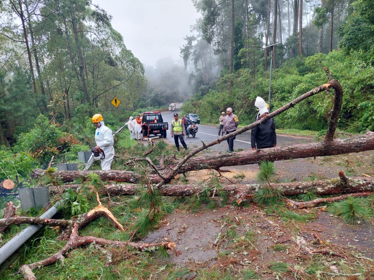 Pohon Tumbang Sudah Disingkirkan, Jalur Wisata Menuju Telaga Sarangan Kembali Normal