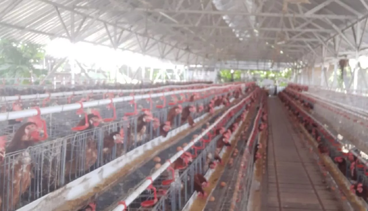 Populasi Ayam Petelur Di Jatim 52,9 Juta ekor, 28 Persen Dari Populasi Ayam Petelur Nasional.