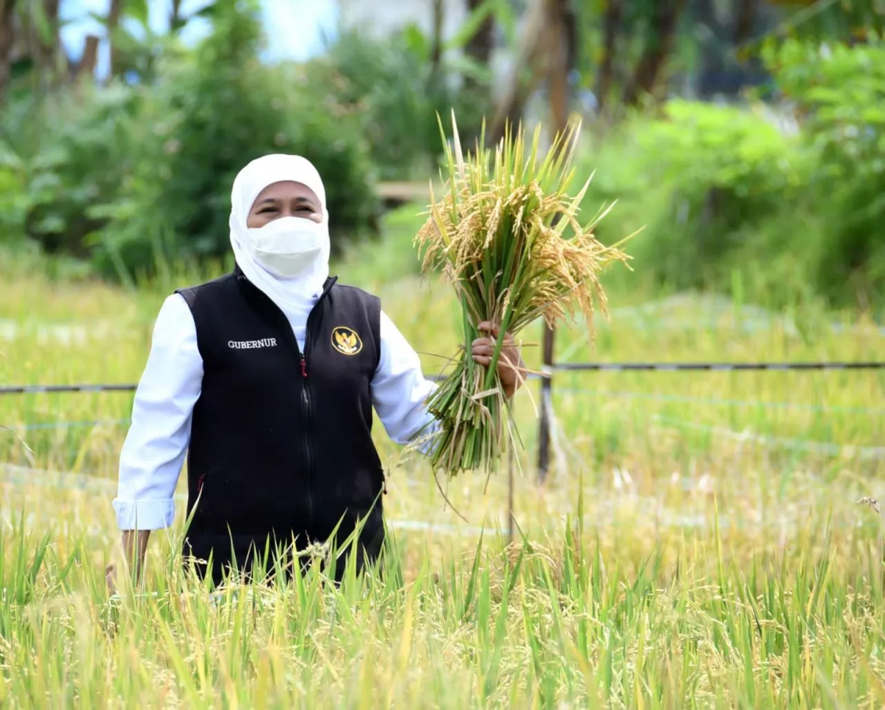Jatim Masuki Panen Raya Maret 2023, Harga Gabah Petani Diputuskan Naik