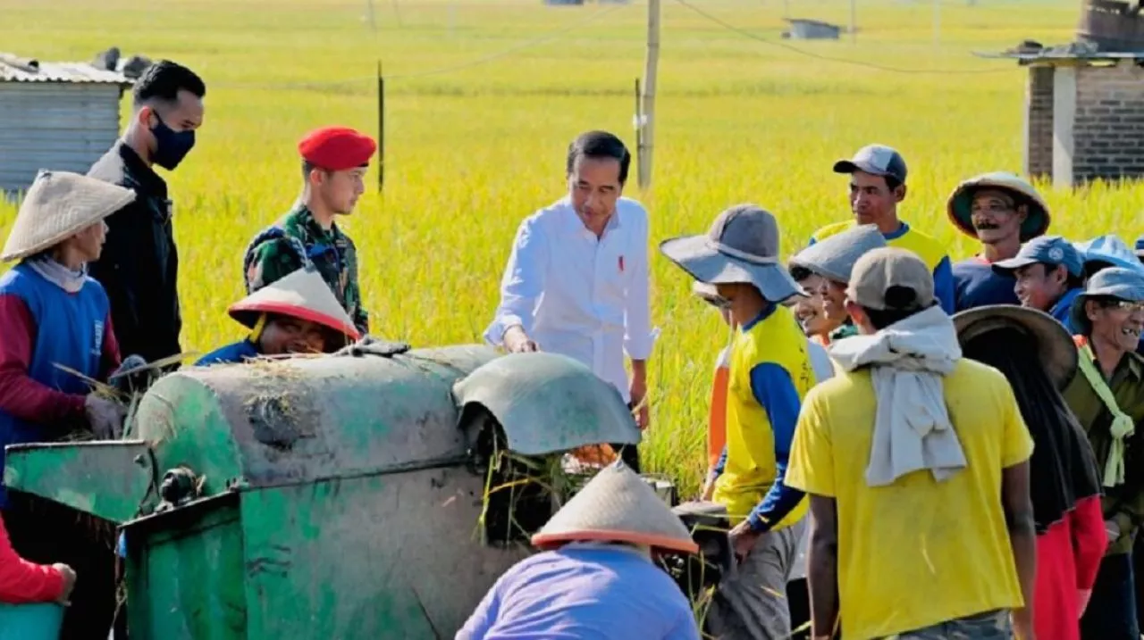 Mumpung Masih Ada Hujan Habis Panen Langsung Tanam Lagi