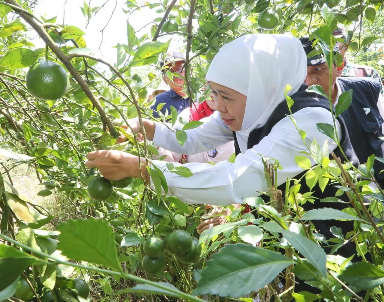 Kebun Buah Organik Asosiasi Mitra Tani Unggul Jember Gunakan Sistem Pertanian Ramah Lingkungan