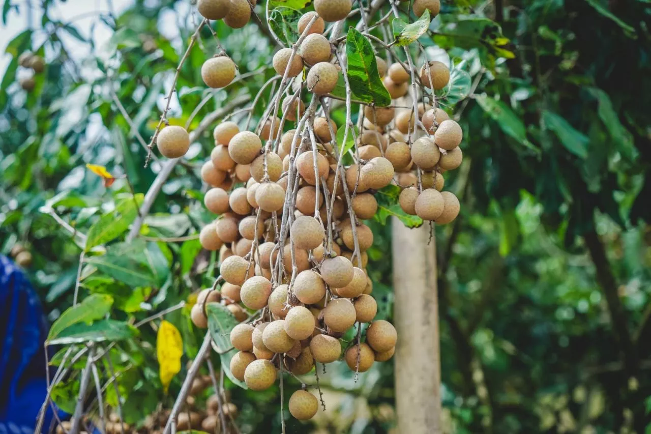 Ayo Tanam Kelengkeng Jember Super Di Pekarangan, Varietas Unggul Lebih besar dan Manis