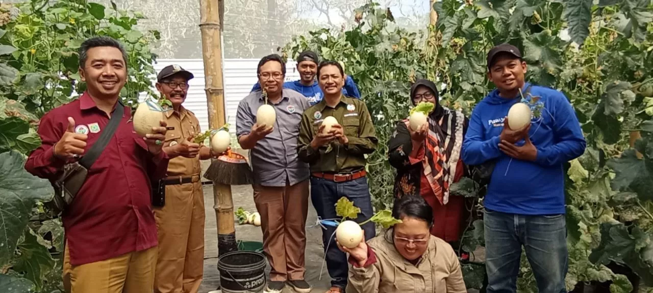 Pemdes Karangpandan Sulap TKD Jadi areal Tanam Holtikutura Buah Melon Premium Kualitas Ekspor