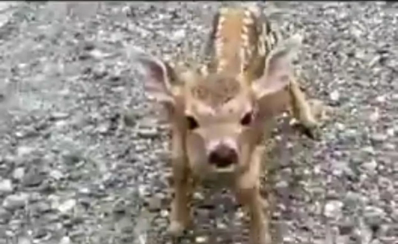 Bakti Anak Rusa Kepada Ibunya