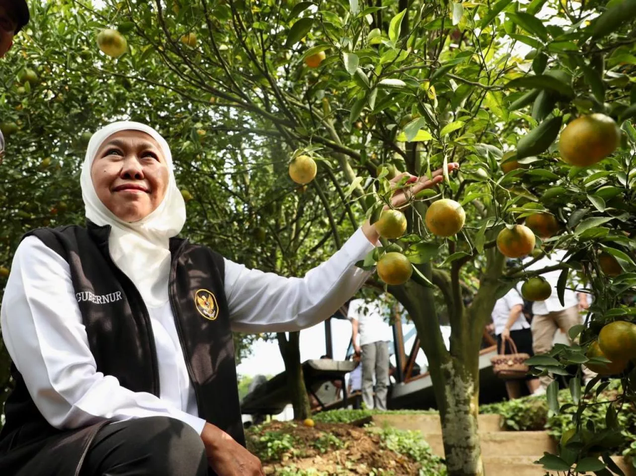 Wisata Petik Jeruk 55, Magnet Baru Wisatawan di Kota Batu