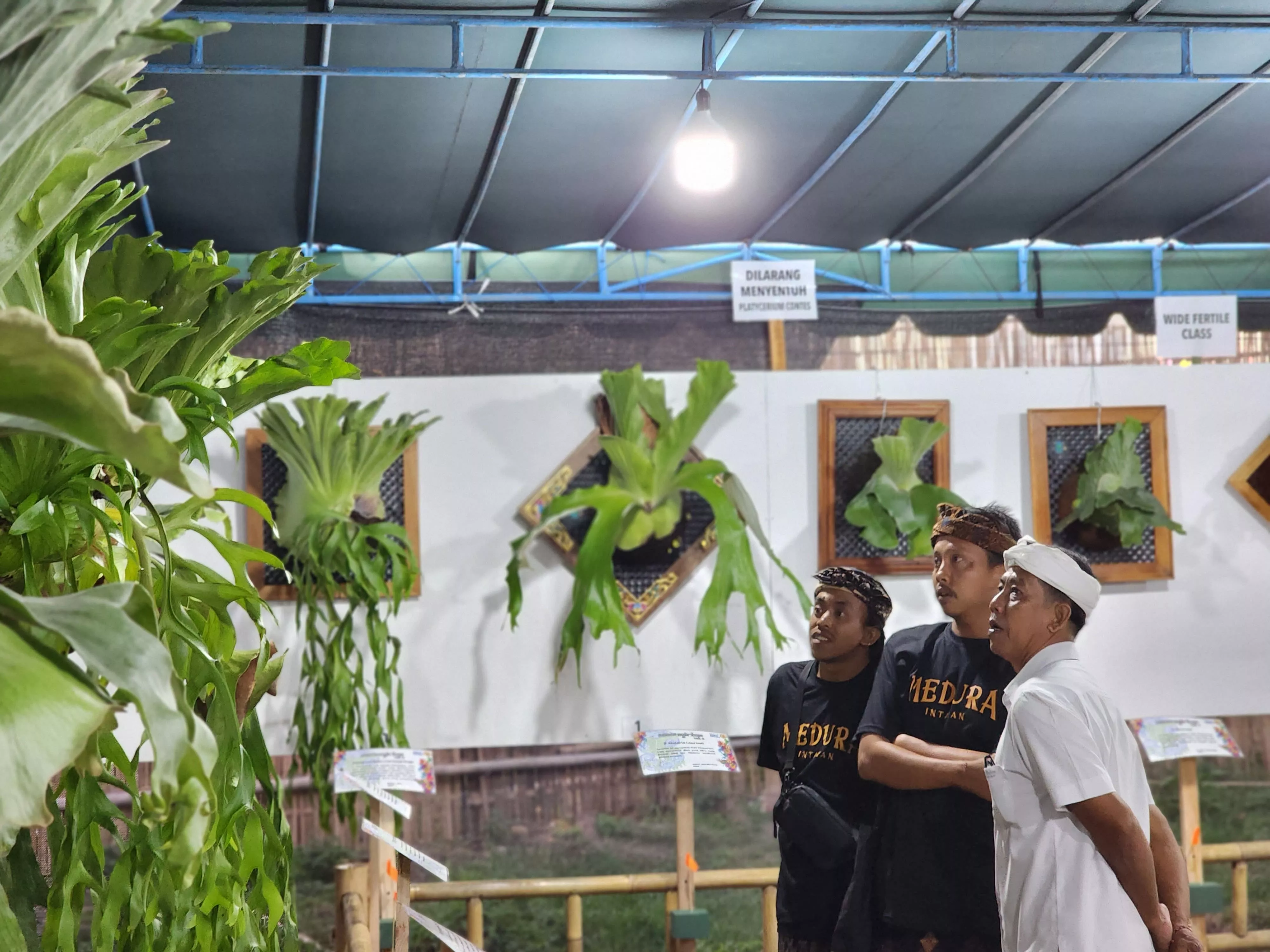 Sanur Village Festival 2023, Konteskan Tanaman Hias Paku Tanduk Rusa