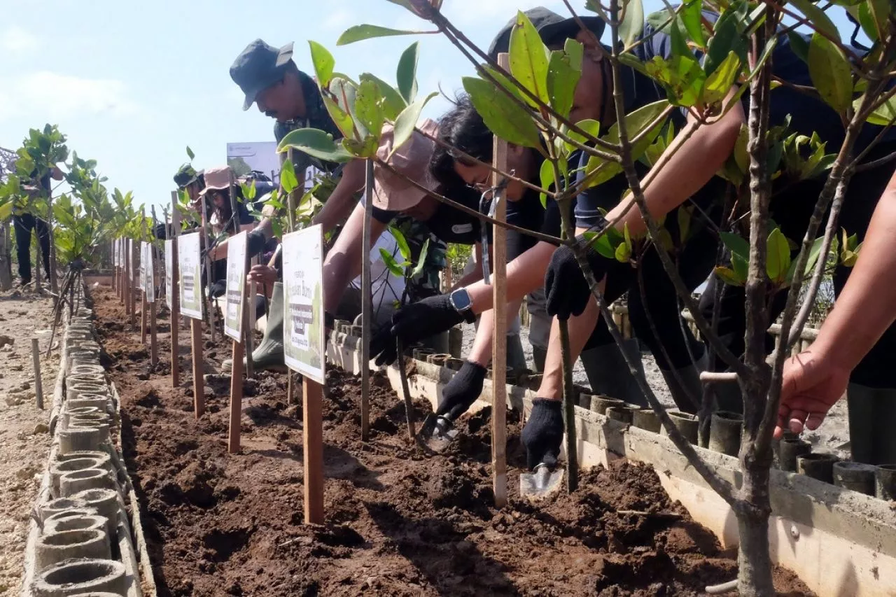 Dukung Industri Pariwisata di Bali, FIFGROUP Tanam Bibit Mangrove