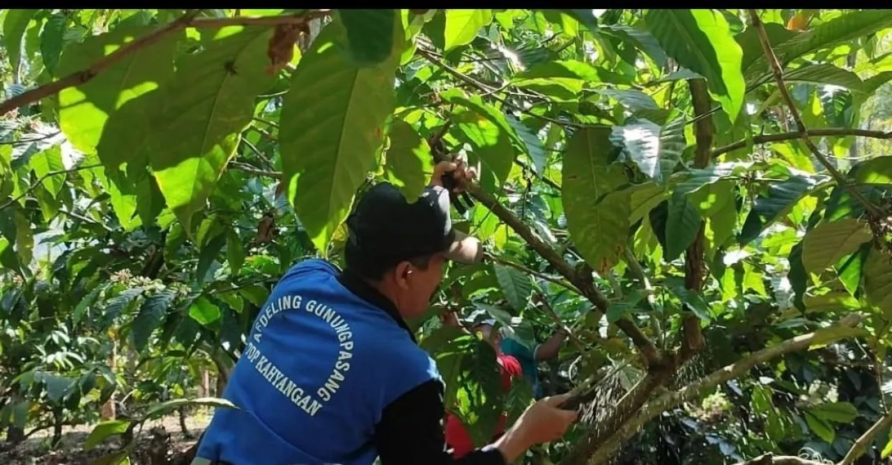 Tingkatkan Produksi, PDP Kahyangan Lakukan Pelatihan PLP Pohon Kopi