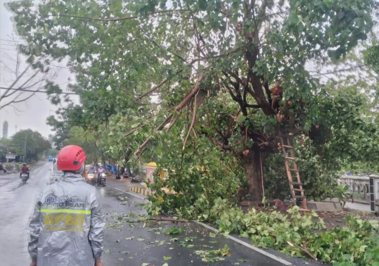 TRC BPBD Lamongan Bergerak Cepat Evakuasi Puluhan Pohon Besar yang Tumbang Akibat Hujan Deras