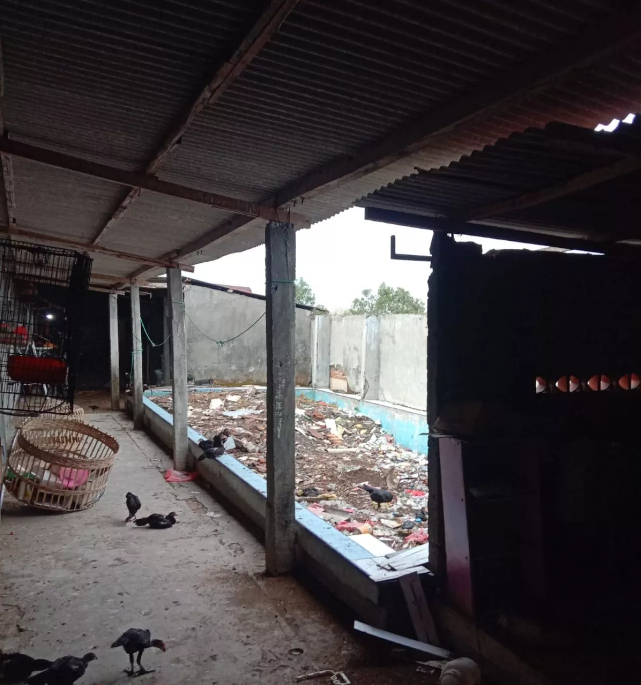 Hujan Deras Disertai Angin Kencang, Tumbangkan Pohon, Rusak Atap Puluhan Rumah, Dan 1 Gedung SD