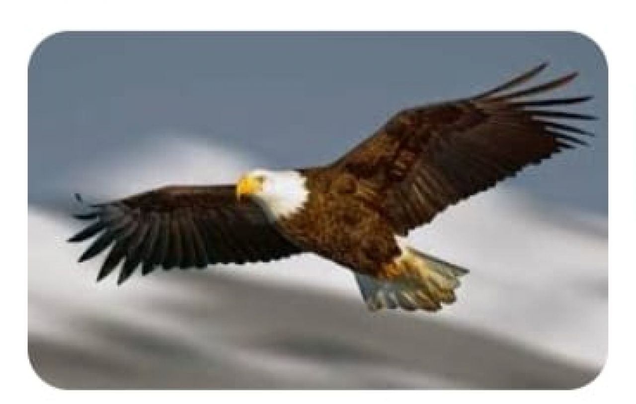 Belajar Pada Burung Elang