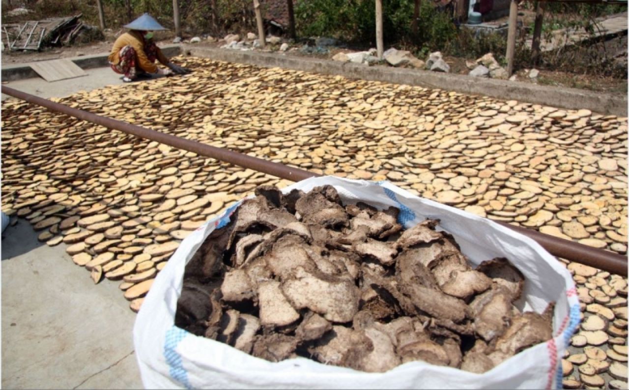 Peluang Ekspor Dua Porang dan Sarang Burung Walet  Jawa Timur Ke Tiongkok Sangat Besar