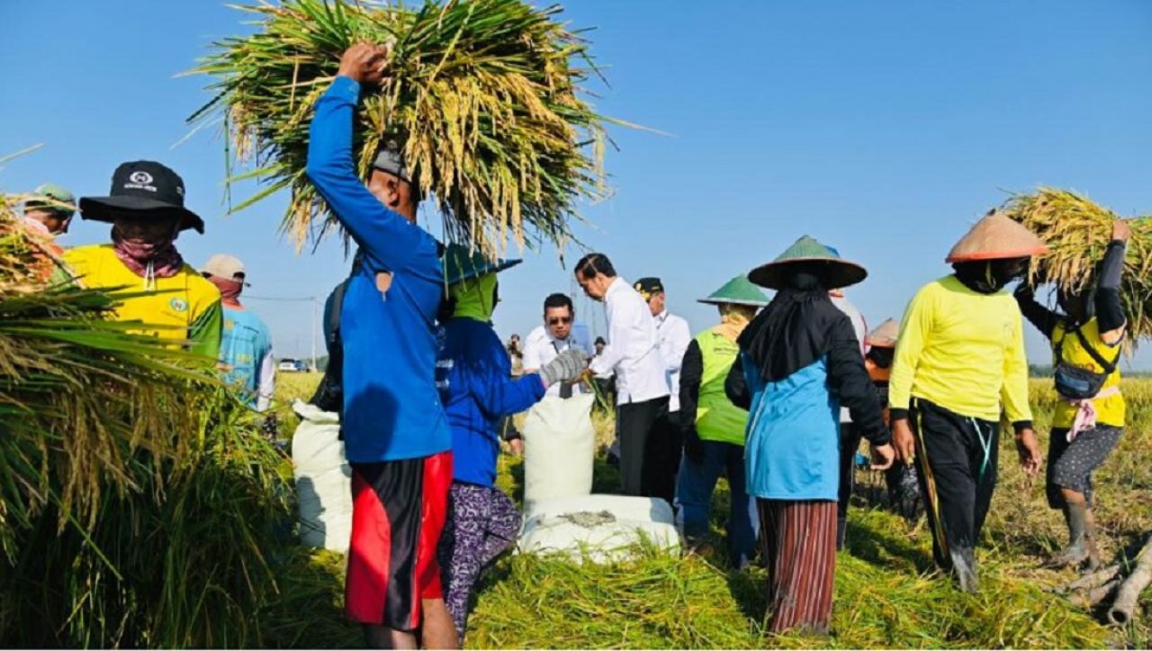 Jokowi Tinjau Panen Raya Padi Di Ngawi, Produktivitas Pertanian Di Indonesia Berbeda-beda