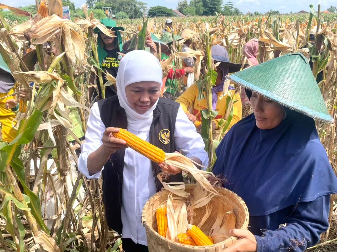 Jagung Reog 234, Hasil Inovasi Masyarakat Ponorogo