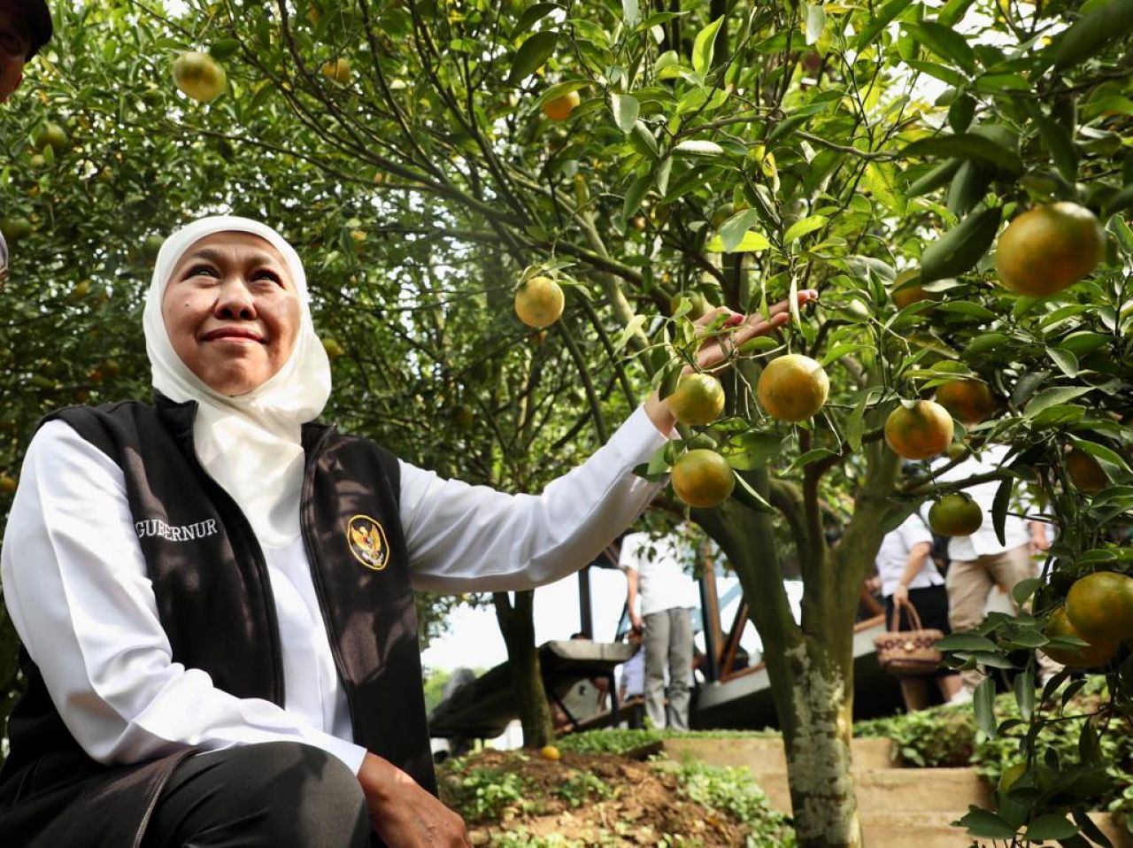 Wisata Petik Jeruk 55, Magnet Baru Wisatawan di Kota Batu