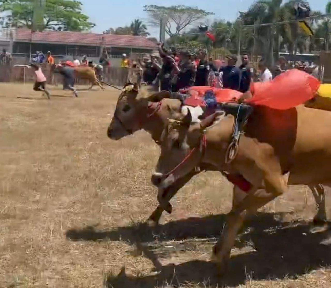 120 Pasang Sapi Kerapan Berlomba di Desa Tanggul Wetan Jember