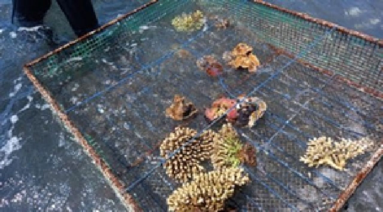 Dosen UB Dampingi Transplantasi Terumbu Karang Di Grand Watu Dodol Banyuwangi