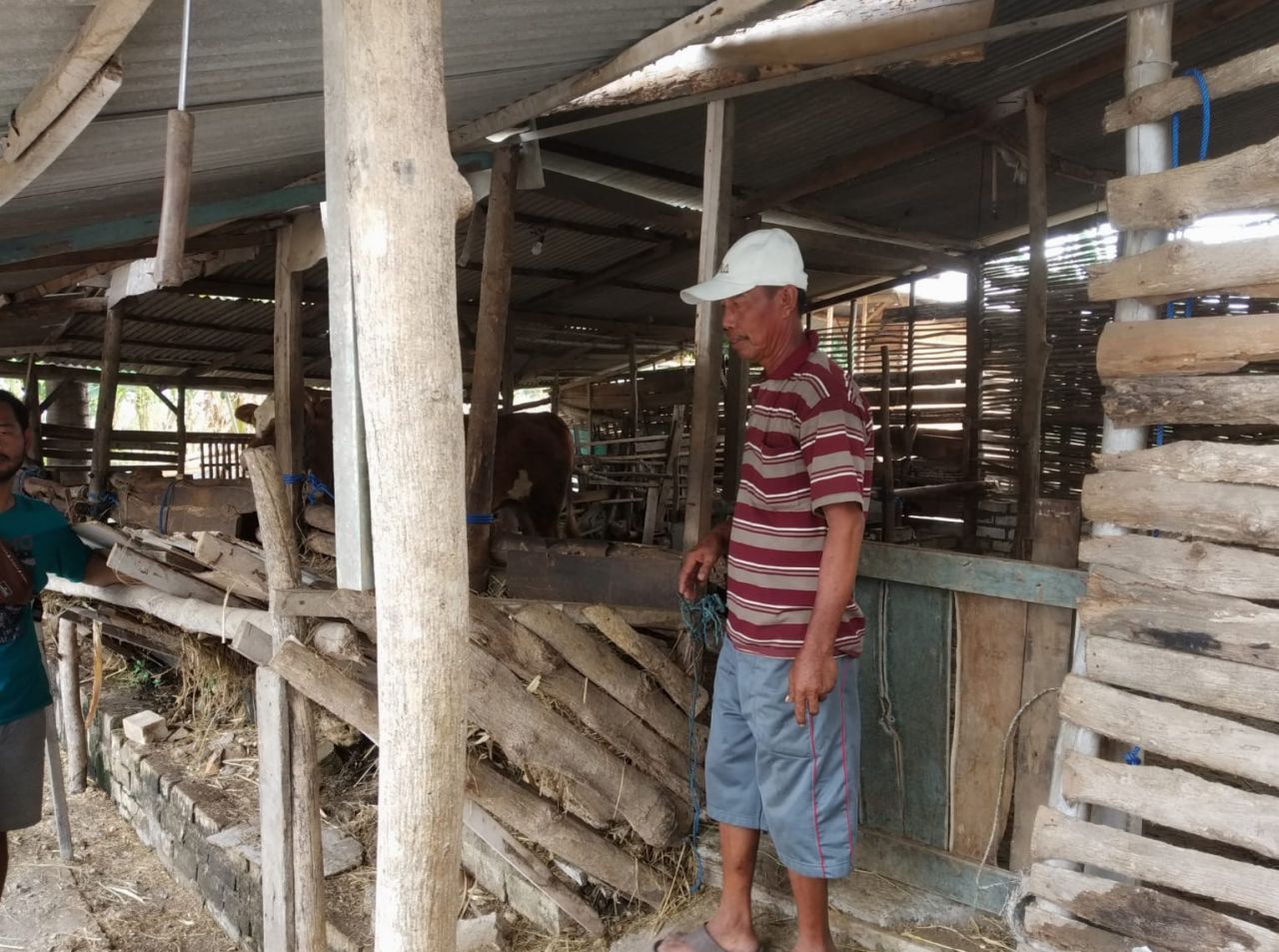 Lokasi kandang sapi milik korban yang dijarah pencuri. Aksi pelaku terekam CCTV, Selasa (10/10/2023) ZR