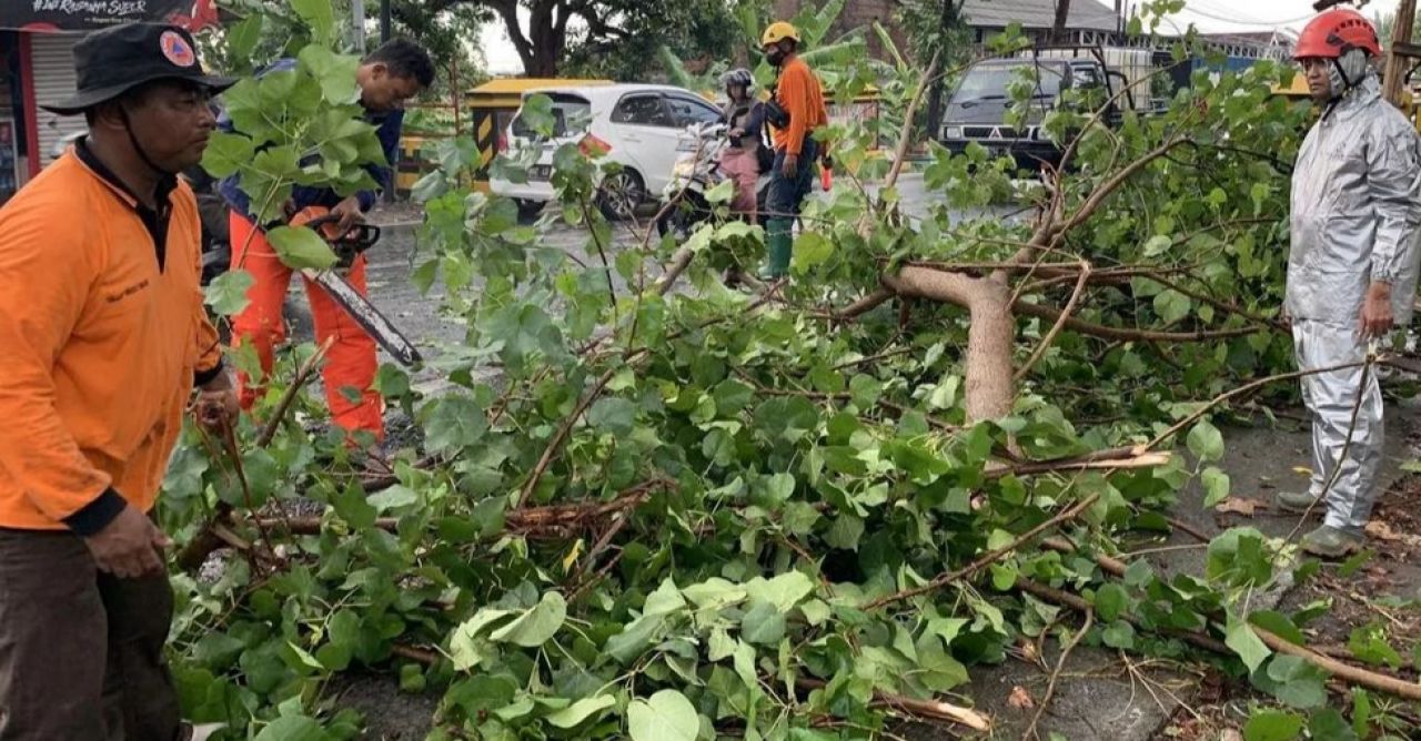 BPBD saat sedang mengevakuasi pohon-pohon tumbang diterjang hujan dan angin kencang, Minggu (26/11/2023) petang. ZR