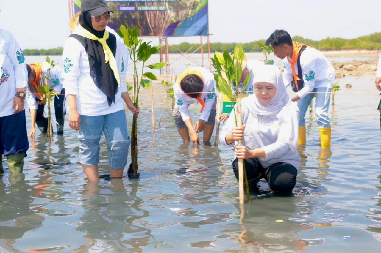 Festival Mangrove Ke-VI Sasar Penanaman Bibit Mangrove Di Pesisir Madura Kepulauan