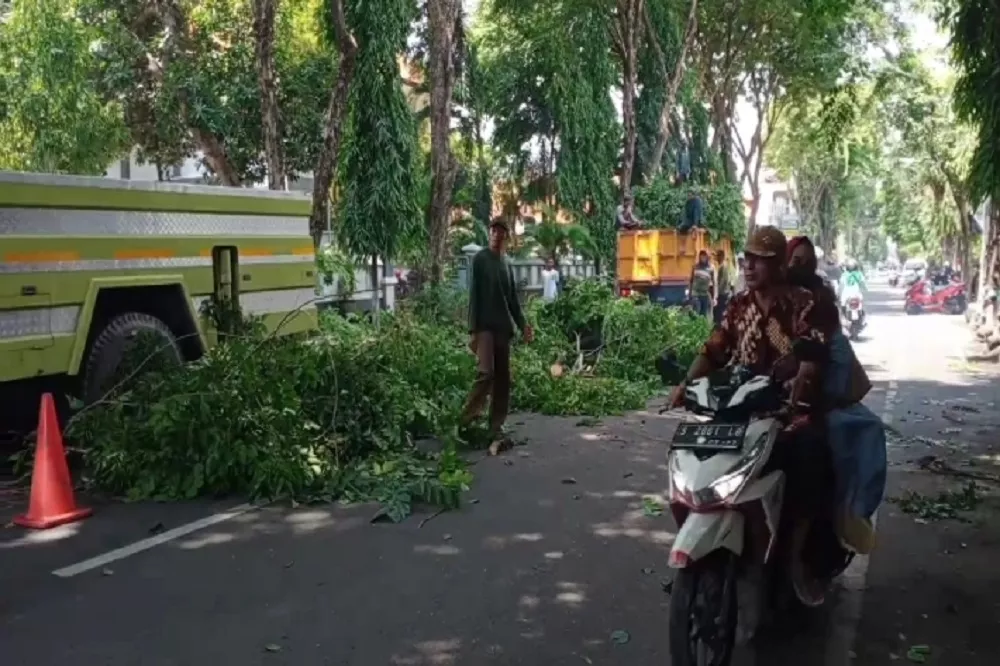 Dinas Lingkungan Hidup Lamongan Rajin Potong Pohon Berisiko Tumbang
