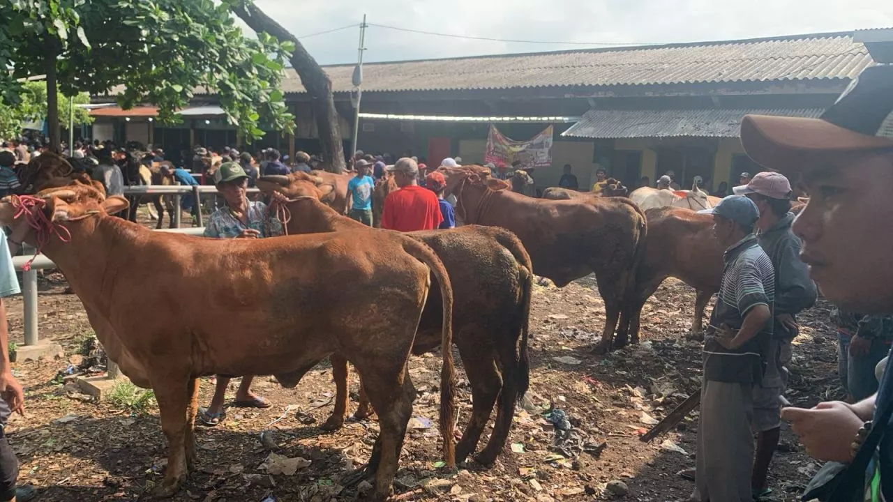 Harga Sapi Siap Potong Naik, PPSDS Jatim Meradang, Ragukan Data BPS 