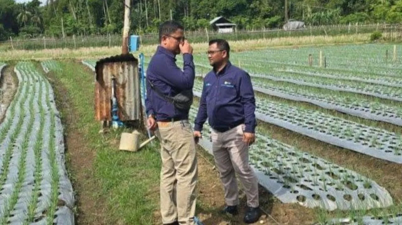 Dukung Pengembangan Bawang Merah di Pidie, PLN UP 3 Sigli Sediakan Listrik