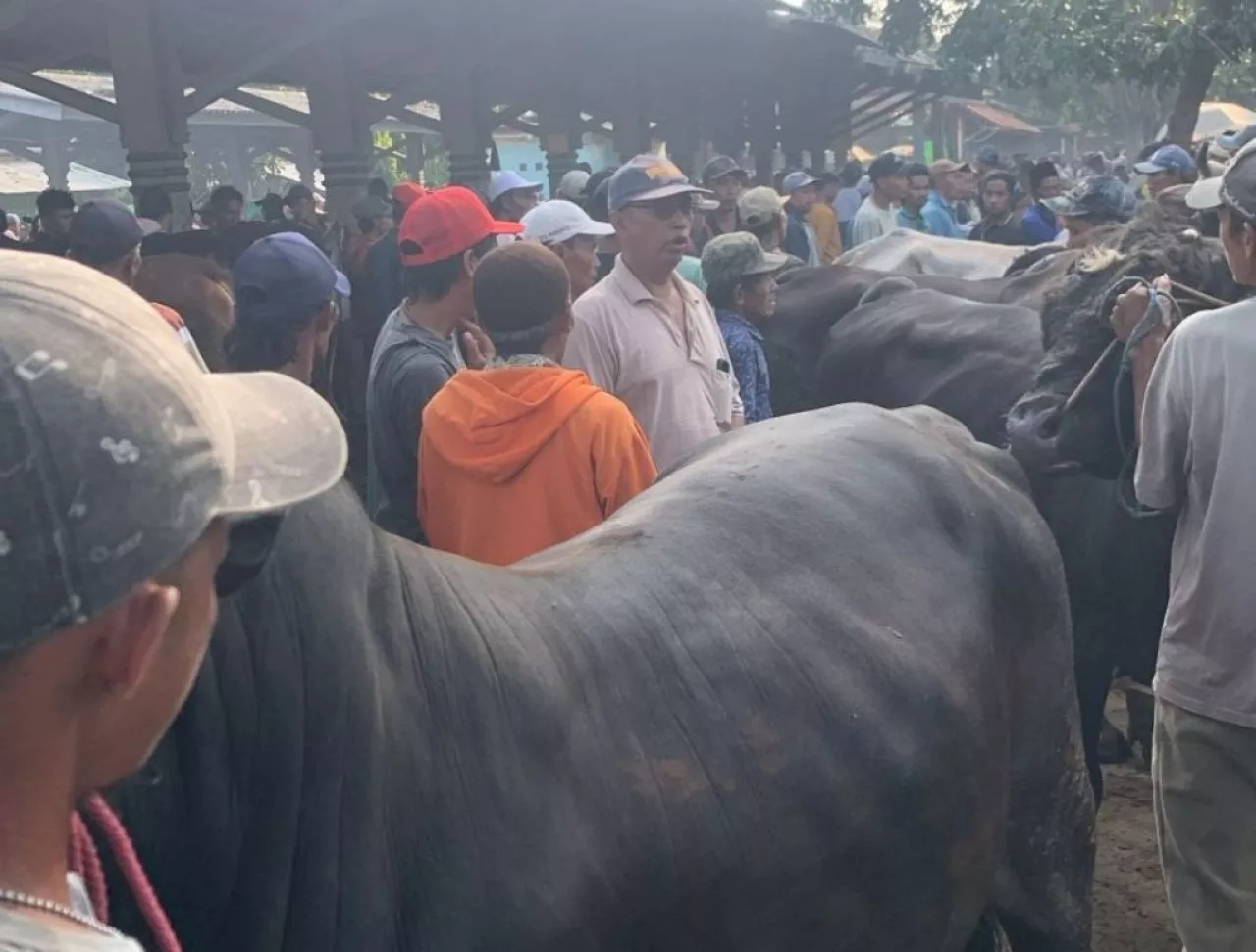 Permintaan Sapi Kurban Naik, PPSDS Jatim Minta Dinas Peternakan Dievaluasi 